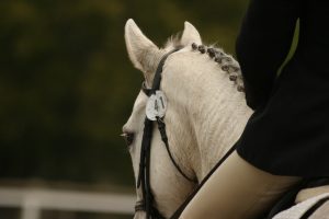 horse, white, grey